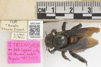 Media type: image;   Entomology 816424 Aspect: labels